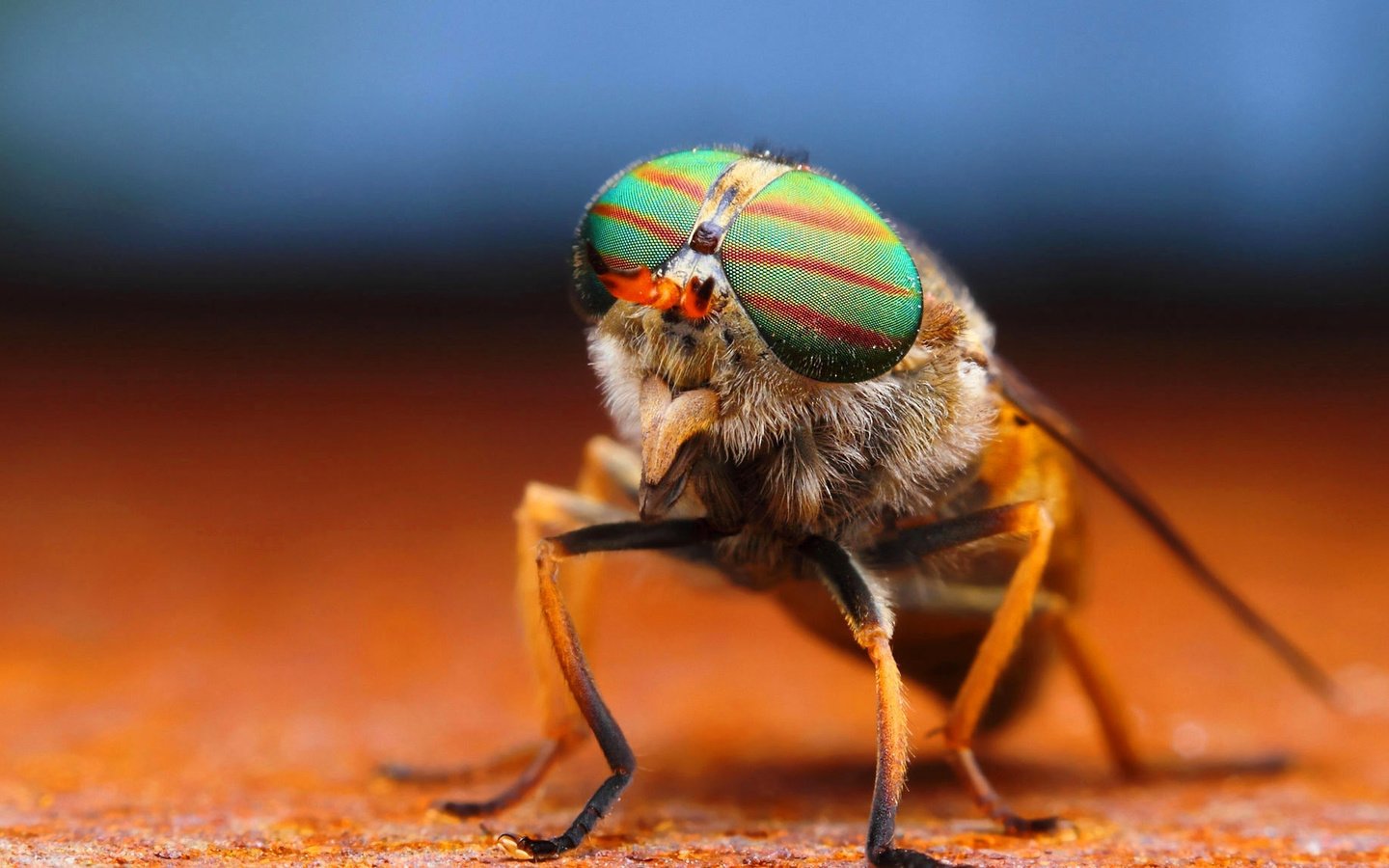 Обои глаза, макро, насекомое, лапки, муха, eyes, macro, insect, legs, fly разрешение 2048x1152 Загрузить