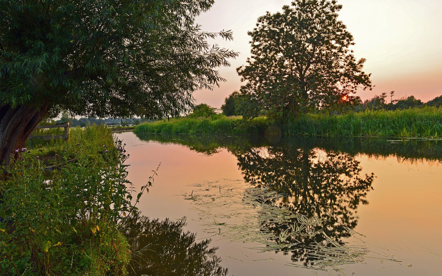 Обои деревья, вода, природа, закат, камыш, trees, water, nature, sunset, reed разрешение 1920x1200 Загрузить