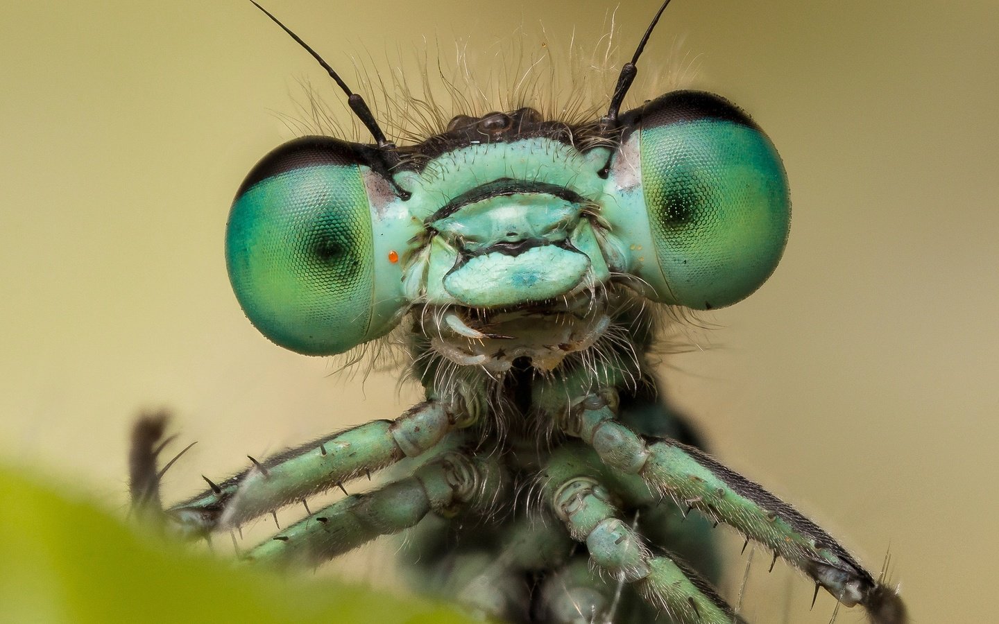 Обои насекомое, стрекоза, insect, dragonfly разрешение 2048x1365 Загрузить