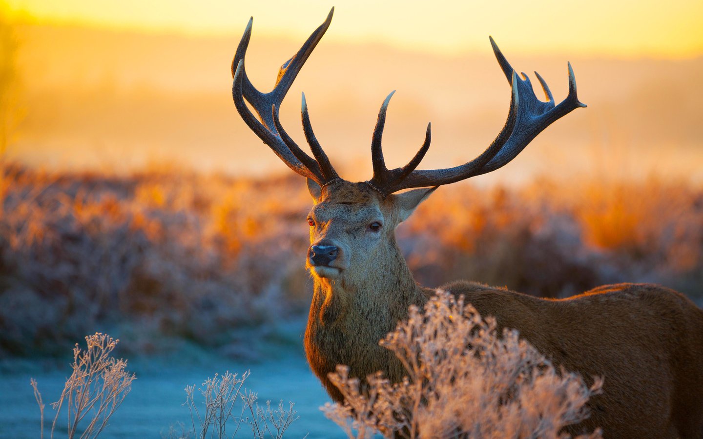 Обои растения, олень, закат, иней, рога, plants, deer, sunset, frost, horns разрешение 5616x3744 Загрузить