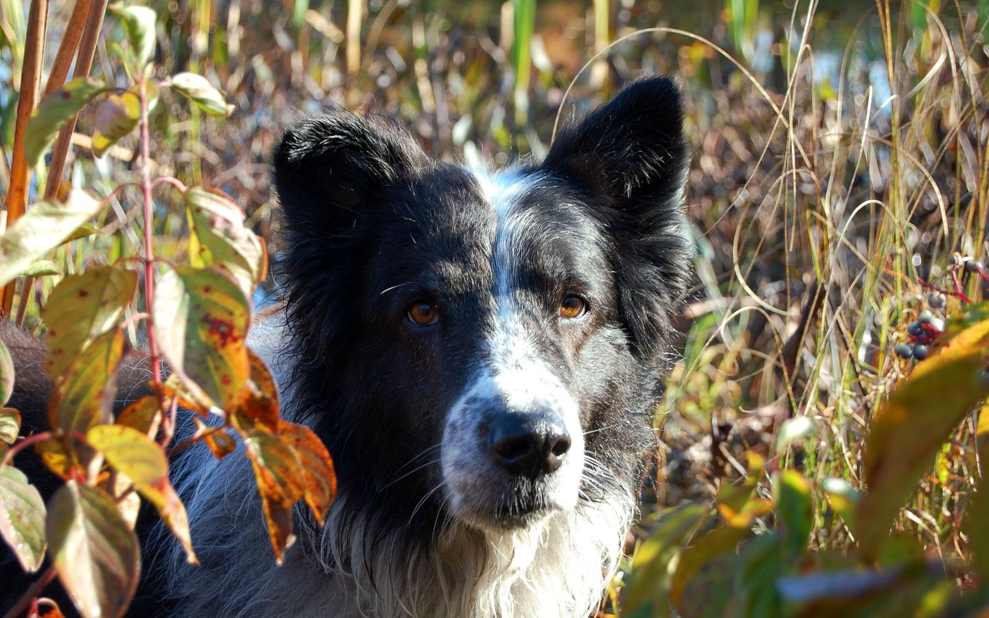 Обои листья, мордочка, взгляд, собака, бордер-колли, leaves, muzzle, look, dog, the border collie разрешение 3008x2000 Загрузить