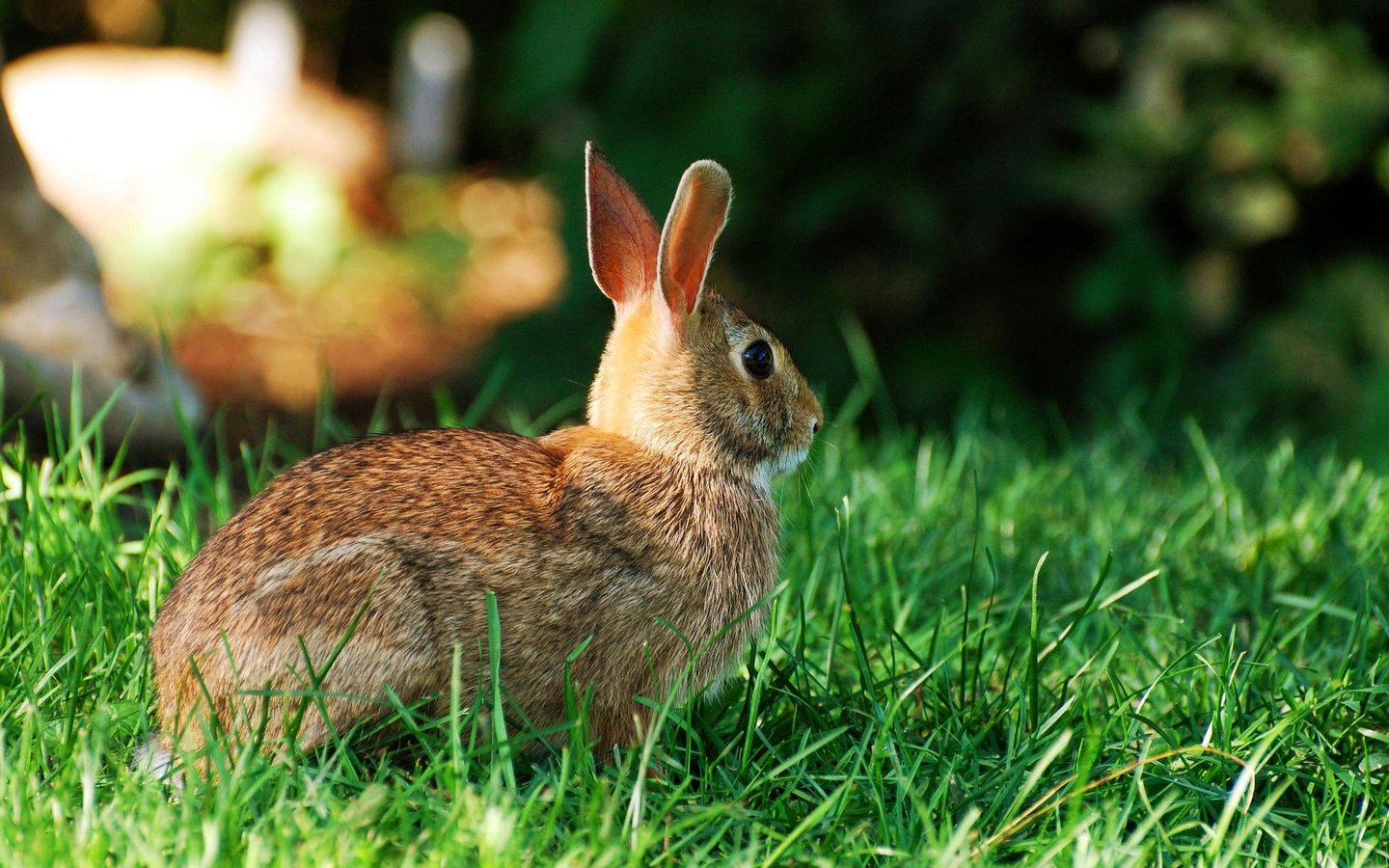 Обои трава, заяц, зайчик, grass, hare, bunny разрешение 1920x1200 Загрузить