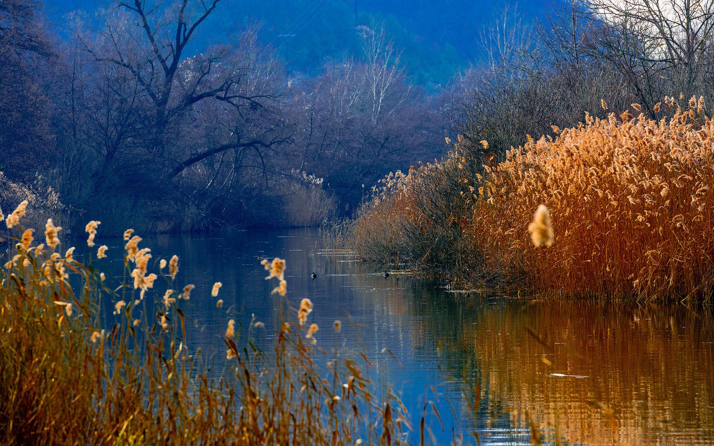 Обои озеро, горы, лес, утки, камыш, lake, mountains, forest, duck, reed разрешение 1920x1080 Загрузить