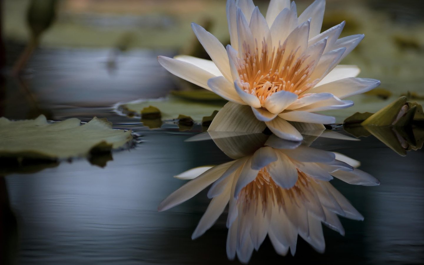 Обои вода, отражение, цветок, лилия, кувшинка, нимфея, водяная лилия, water, reflection, flower, lily, nymphaeum, water lily разрешение 2048x1356 Загрузить