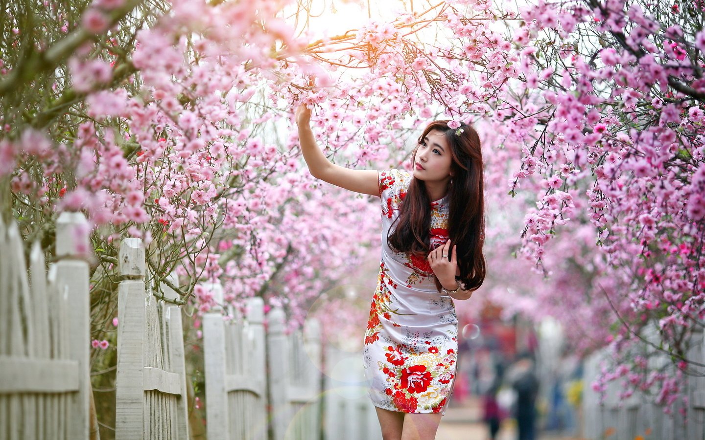 Обои девушка, забор, весна, сакура, азиатка, girl, the fence, spring, sakura, asian разрешение 2560x1600 Загрузить