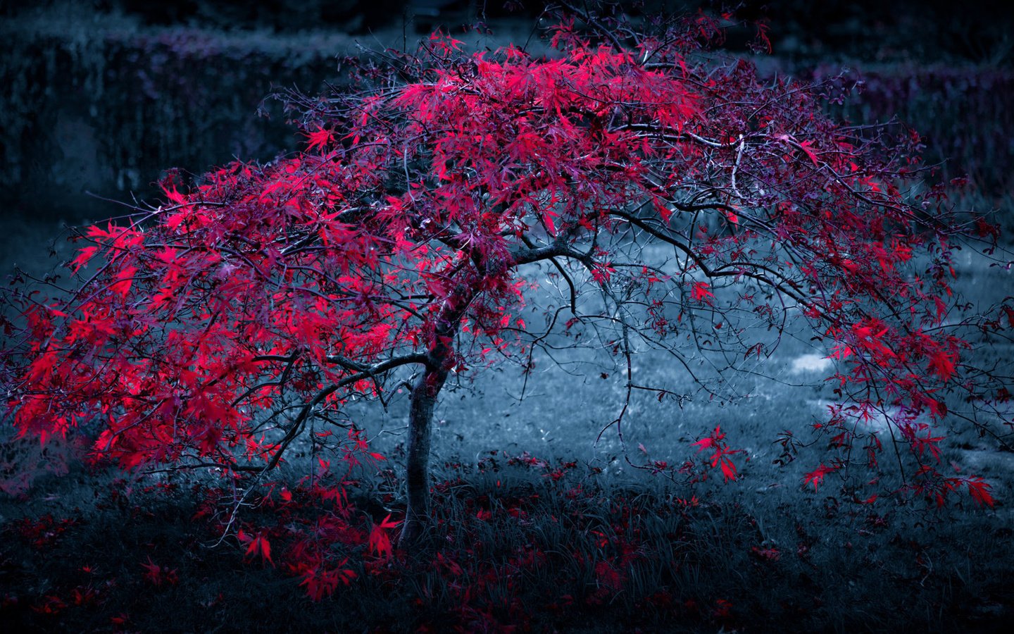 Обои ночь, дерево, листья, фон, туман, осень, красные, темный, night, tree, leaves, background, fog, autumn, red, dark разрешение 1920x1080 Загрузить