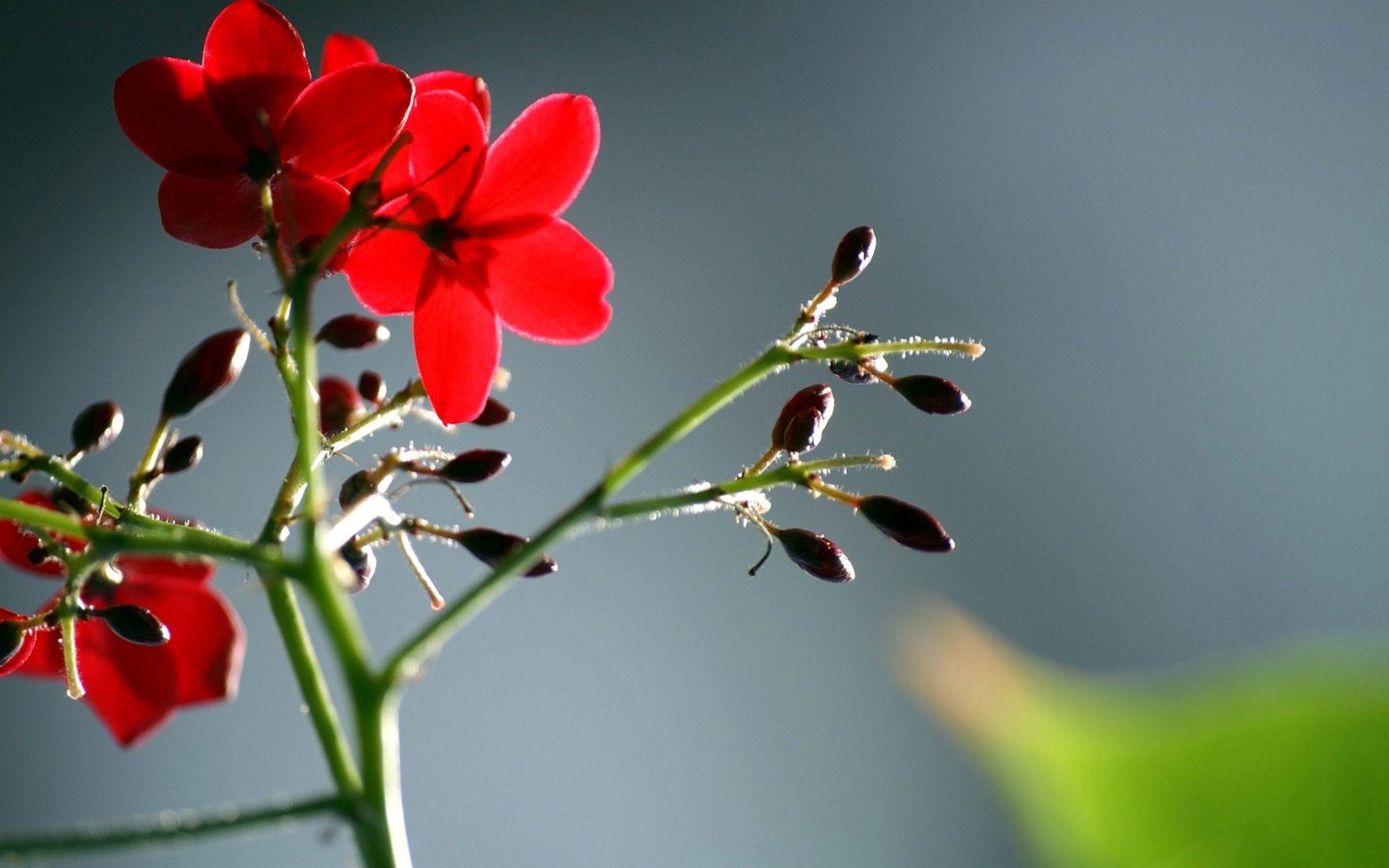 Обои цветы, листья, макро, лепестки, красные, стебель, flowers, leaves, macro, petals, red, stem разрешение 1920x1200 Загрузить