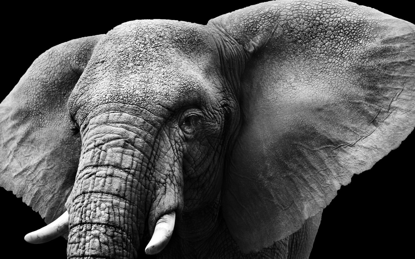 Обои слон, чёрно-белое, колосья, уши, слоновая кость, бивни, elephant, black and white, ears, ivory, tusks разрешение 3504x2336 Загрузить