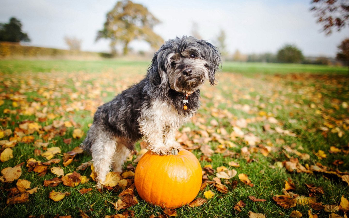 Обои взгляд, собака, друг, тыква, look, dog, each, pumpkin разрешение 2560x1600 Загрузить