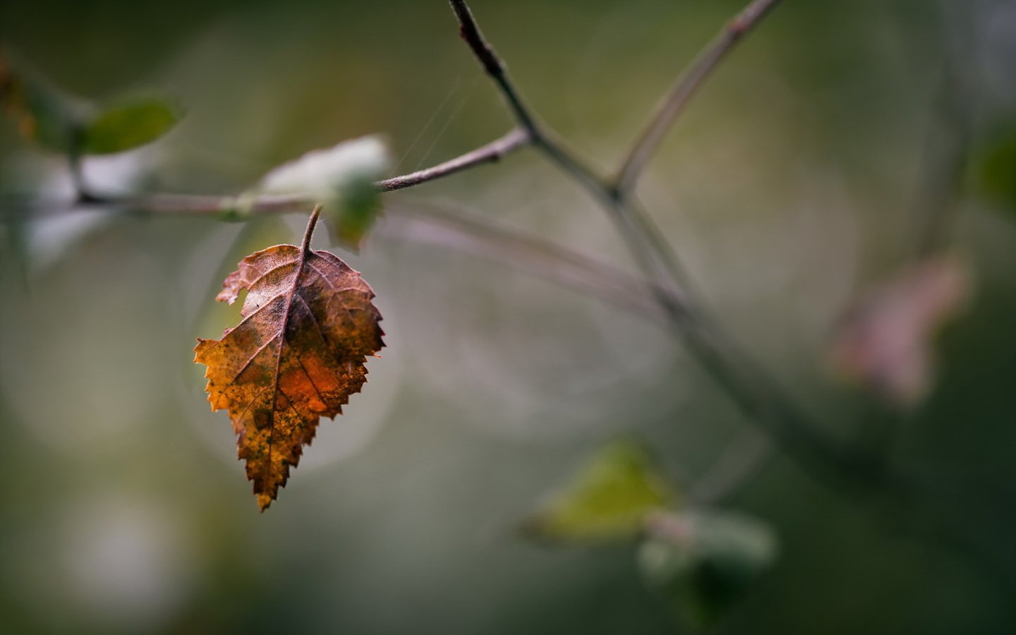 Обои природа, осень, лист, nature, autumn, sheet разрешение 1920x1280 Загрузить