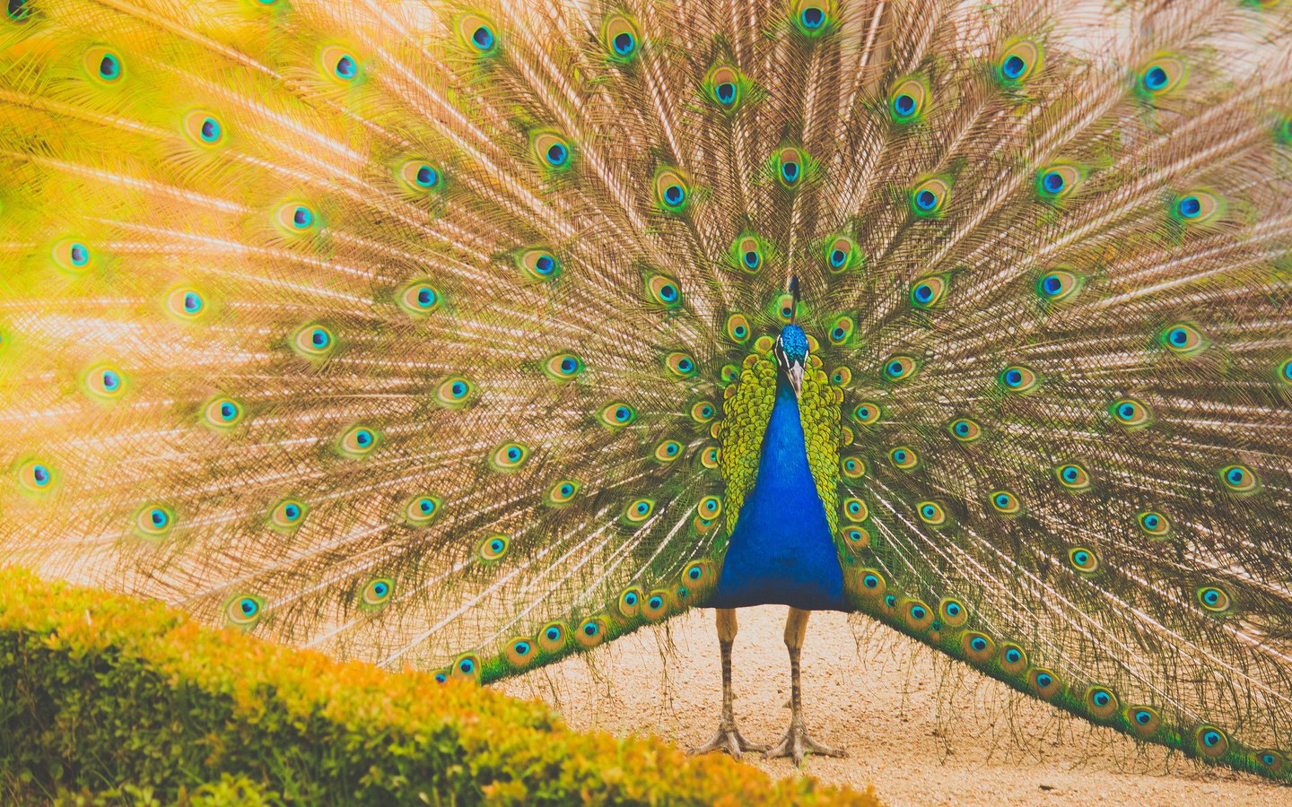 Обои птица, павлин, перья, хвост, bird, peacock, feathers, tail разрешение 2048x1365 Загрузить