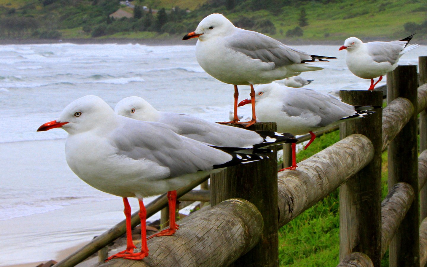 Обои волны, море, птицы, чайки, wave, sea, birds, seagulls разрешение 2336x1100 Загрузить