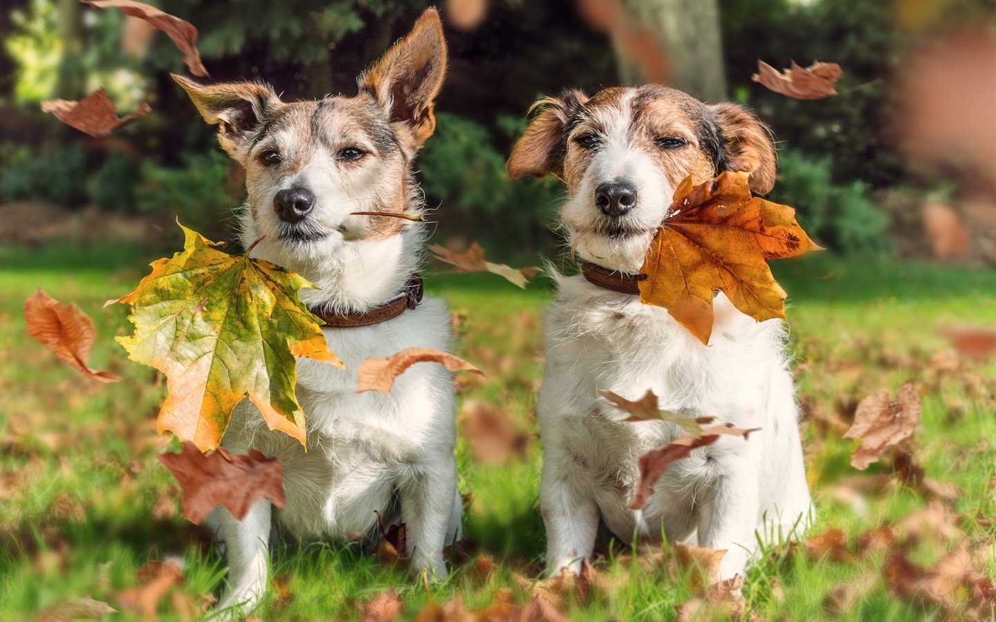 Обои листья, осень, парочка, собаки, джек-рассел-терьер, leaves, autumn, a couple, dogs, jack russell terrier разрешение 3600x2700 Загрузить