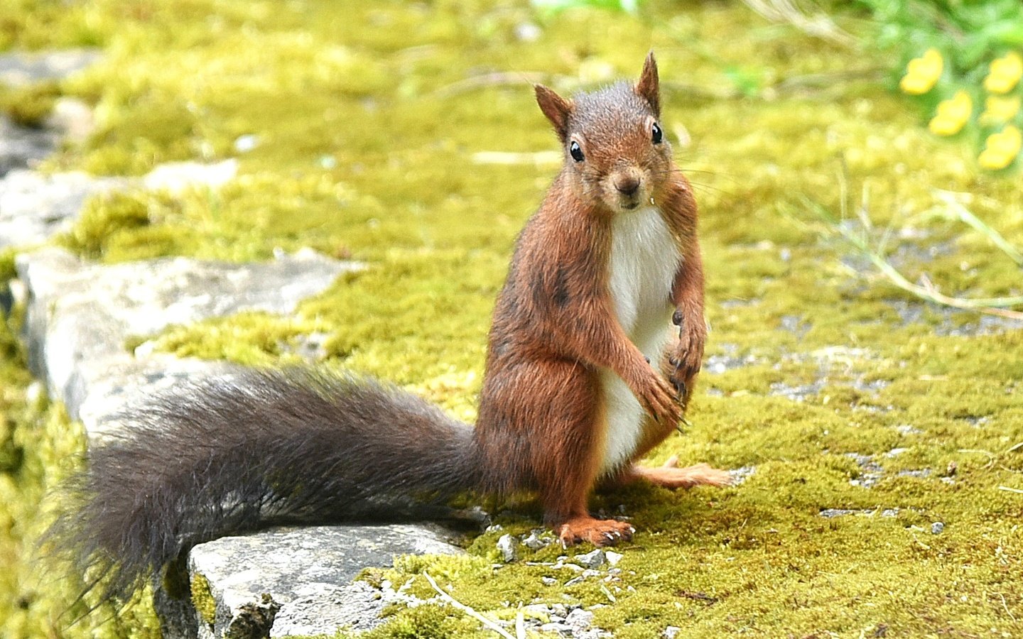 Обои взгляд, рыжая, животное, белка, зверек, белочка, грызун, look, red, animal, protein, squirrel, rodent разрешение 2024x1343 Загрузить