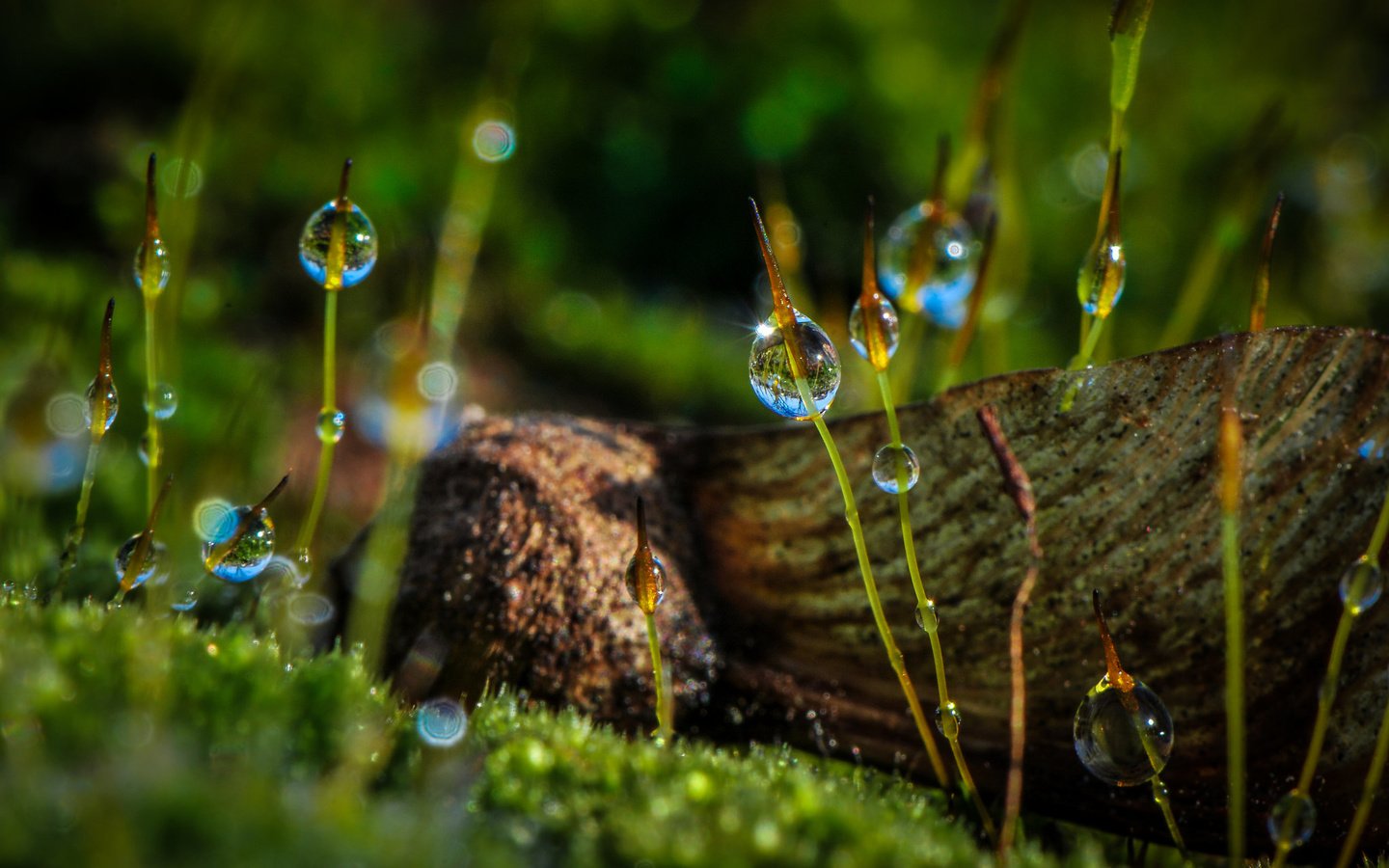 Обои макро, роса, капли, мох, растение, macro, rosa, drops, moss, plant разрешение 2048x1314 Загрузить