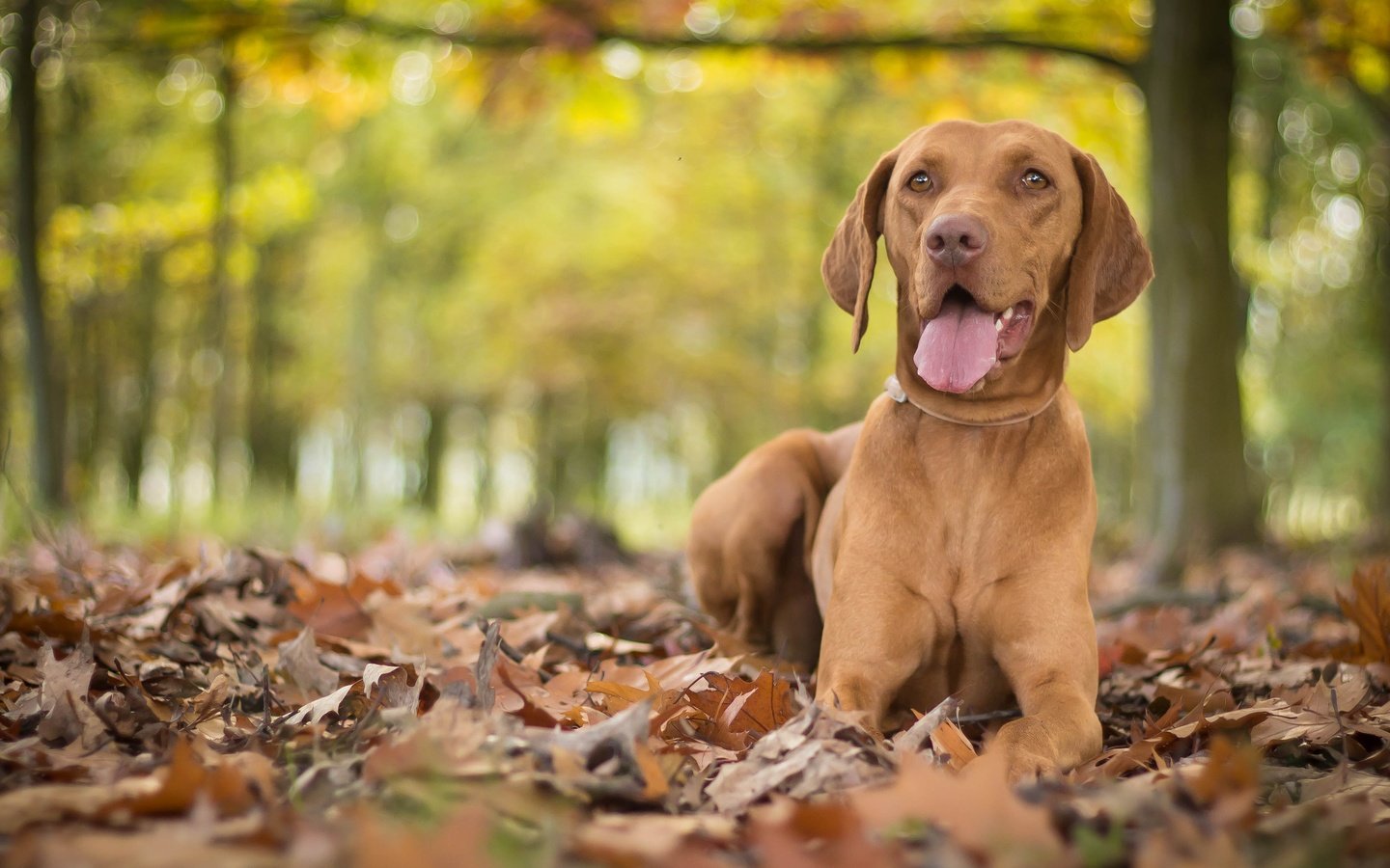 Обои листья, осень, собака, язык, боке, выжла, leaves, autumn, dog, language, bokeh, vizslas разрешение 3805x2325 Загрузить