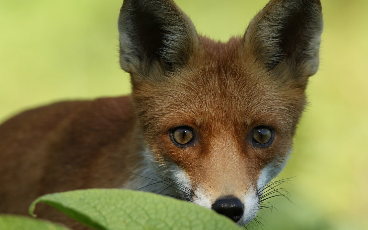 Обои глаза, лиса, лисица, уши, eyes, fox, ears разрешение 2048x1317 Загрузить
