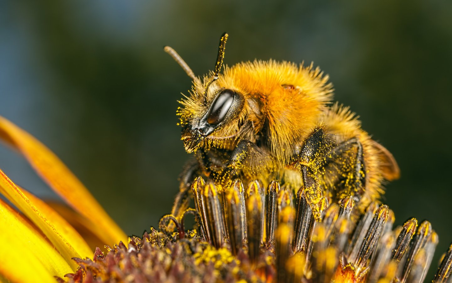 Обои насекомое, цветок, пчела, пыльца, insect, flower, bee, pollen разрешение 2048x1365 Загрузить