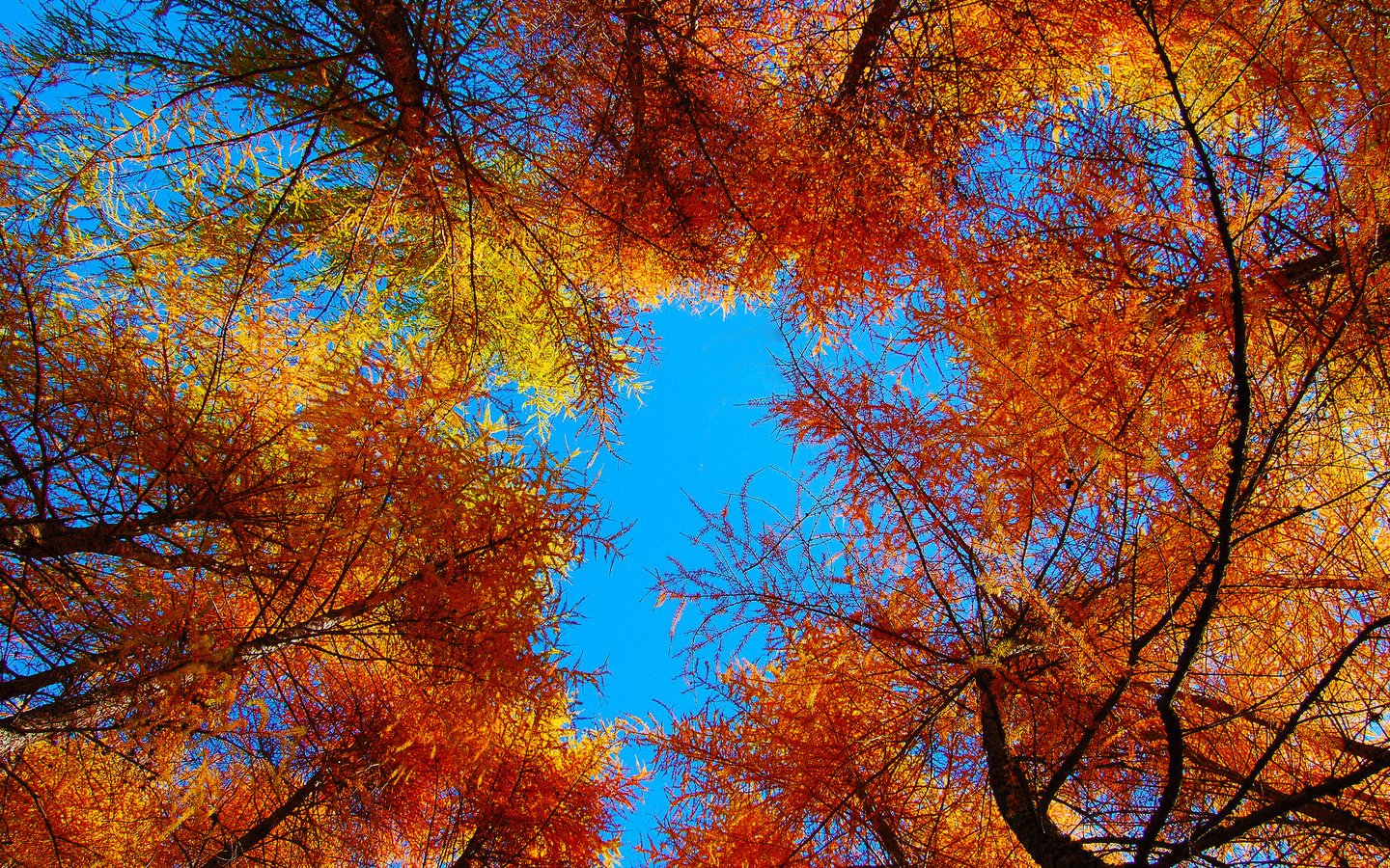 Обои небо, деревья, листья, осень, the sky, trees, leaves, autumn разрешение 2048x1362 Загрузить