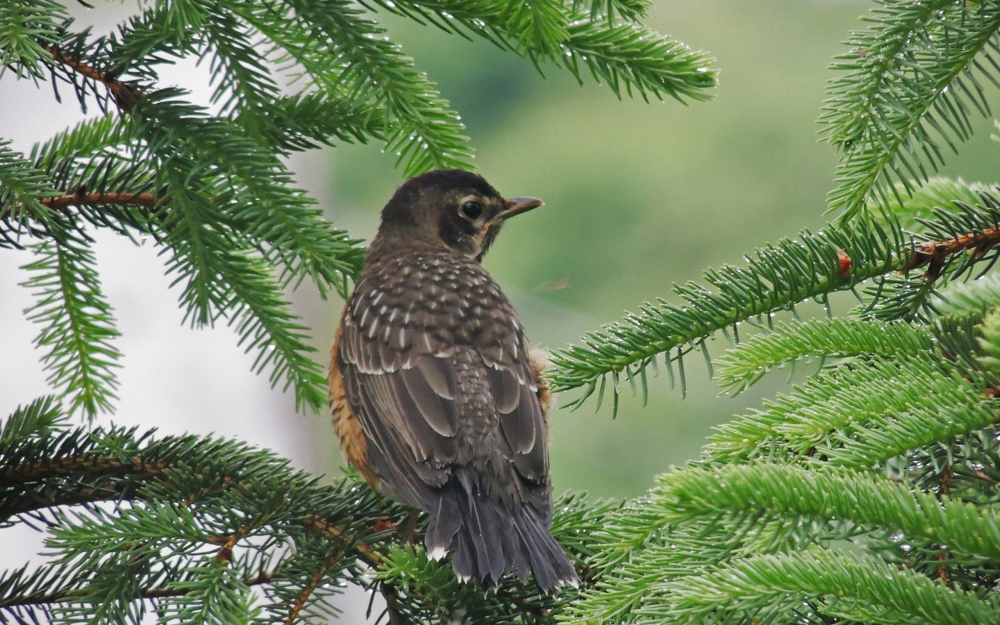 Обои природа, ветки, птица, клюв, ель, еловая ветка, nature, branches, bird, beak, spruce, spruce branch разрешение 2048x1536 Загрузить