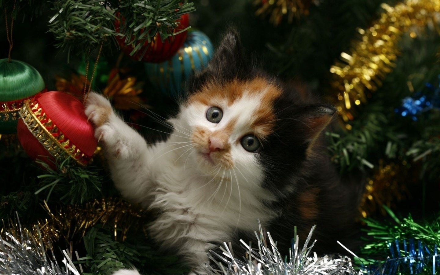 Обои новый год, елка, кот, кошка, котенок, праздник, мишура, new year, tree, cat, kitty, holiday, tinsel разрешение 1920x1200 Загрузить