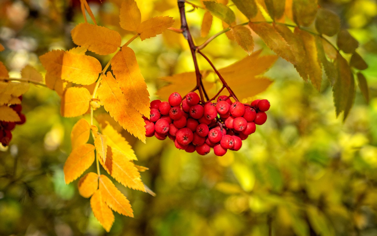 Обои ветка, листья, краски, осень, ягоды, рябина, branch, leaves, paint, autumn, berries, rowan разрешение 2048x1365 Загрузить