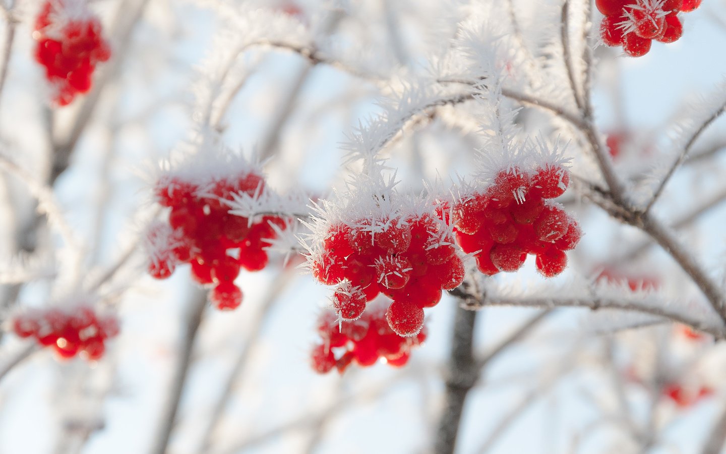 Обои зима, иней, ягоды, калина, winter, frost, berries, kalina разрешение 3454x2213 Загрузить
