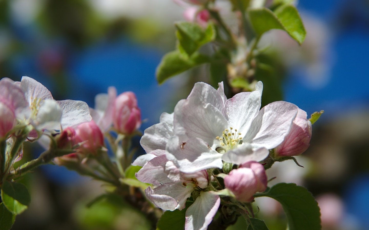 Обои ветка, дерево, макро, весна, яблоня, branch, tree, macro, spring, apple разрешение 2400x1599 Загрузить