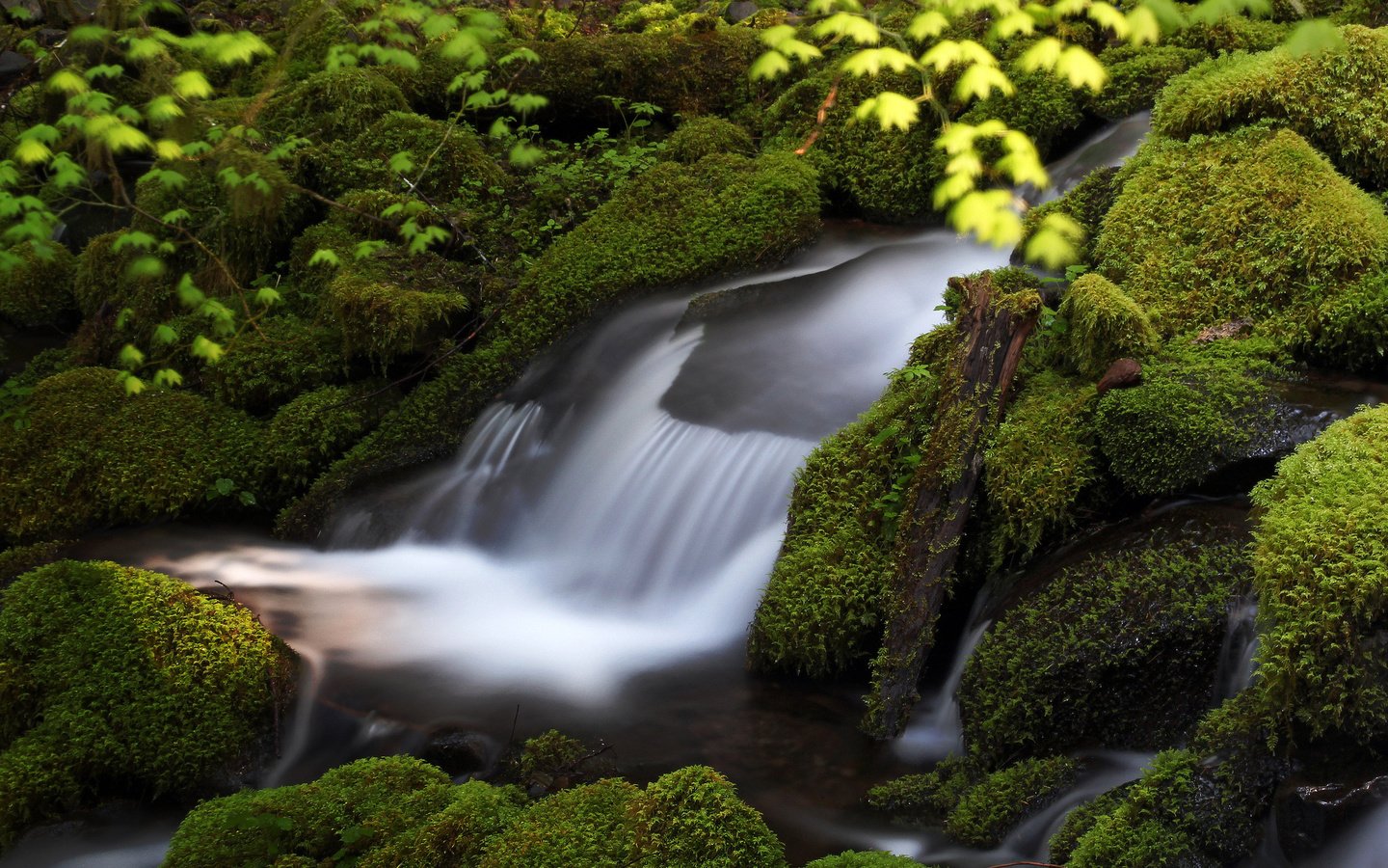 Обои вода, камни, зелень, поток, мох, water, stones, greens, stream, moss разрешение 2048x1464 Загрузить