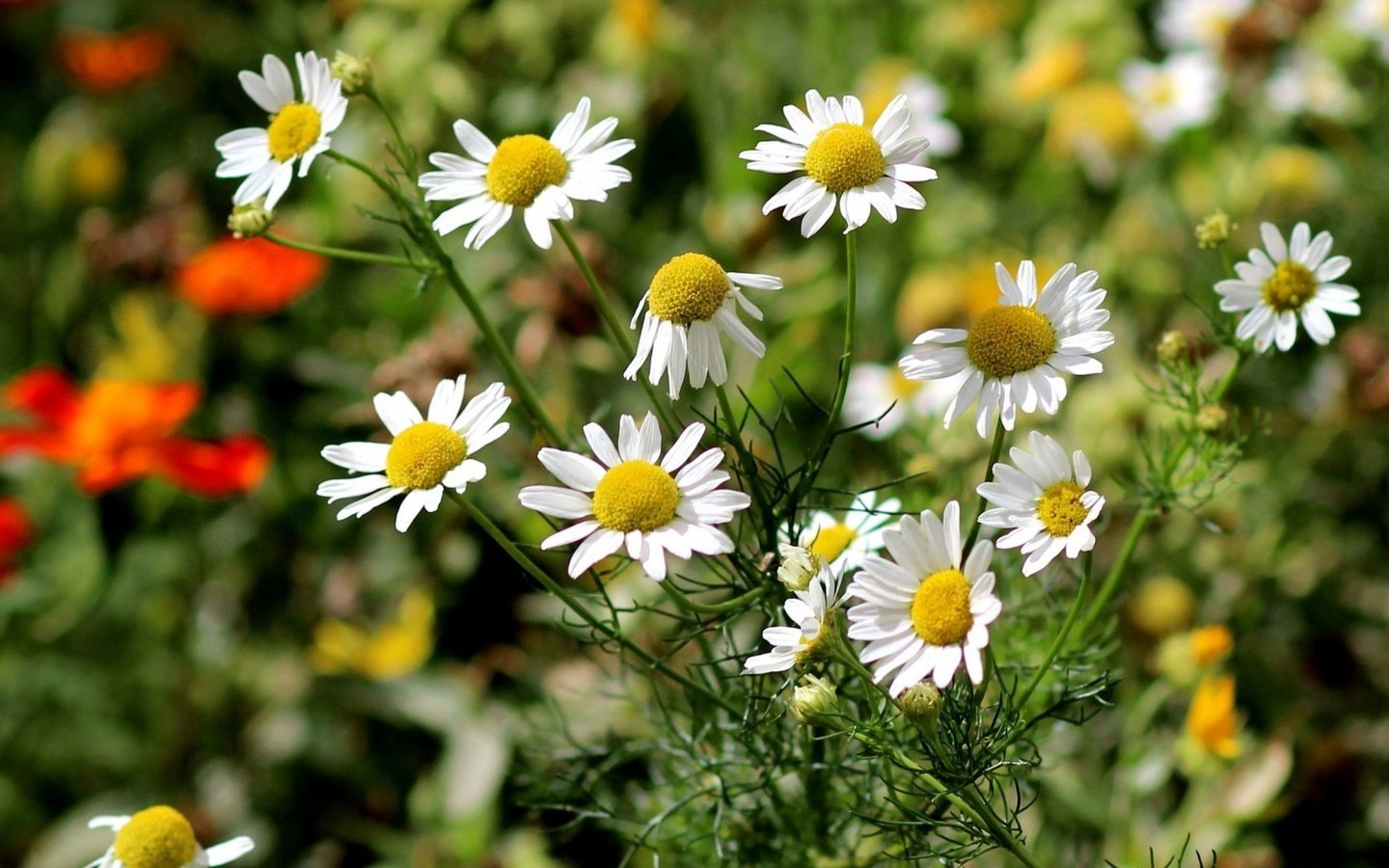 Обои цветы, природа, ромашки, белые, flowers, nature, chamomile, white разрешение 1920x1080 Загрузить