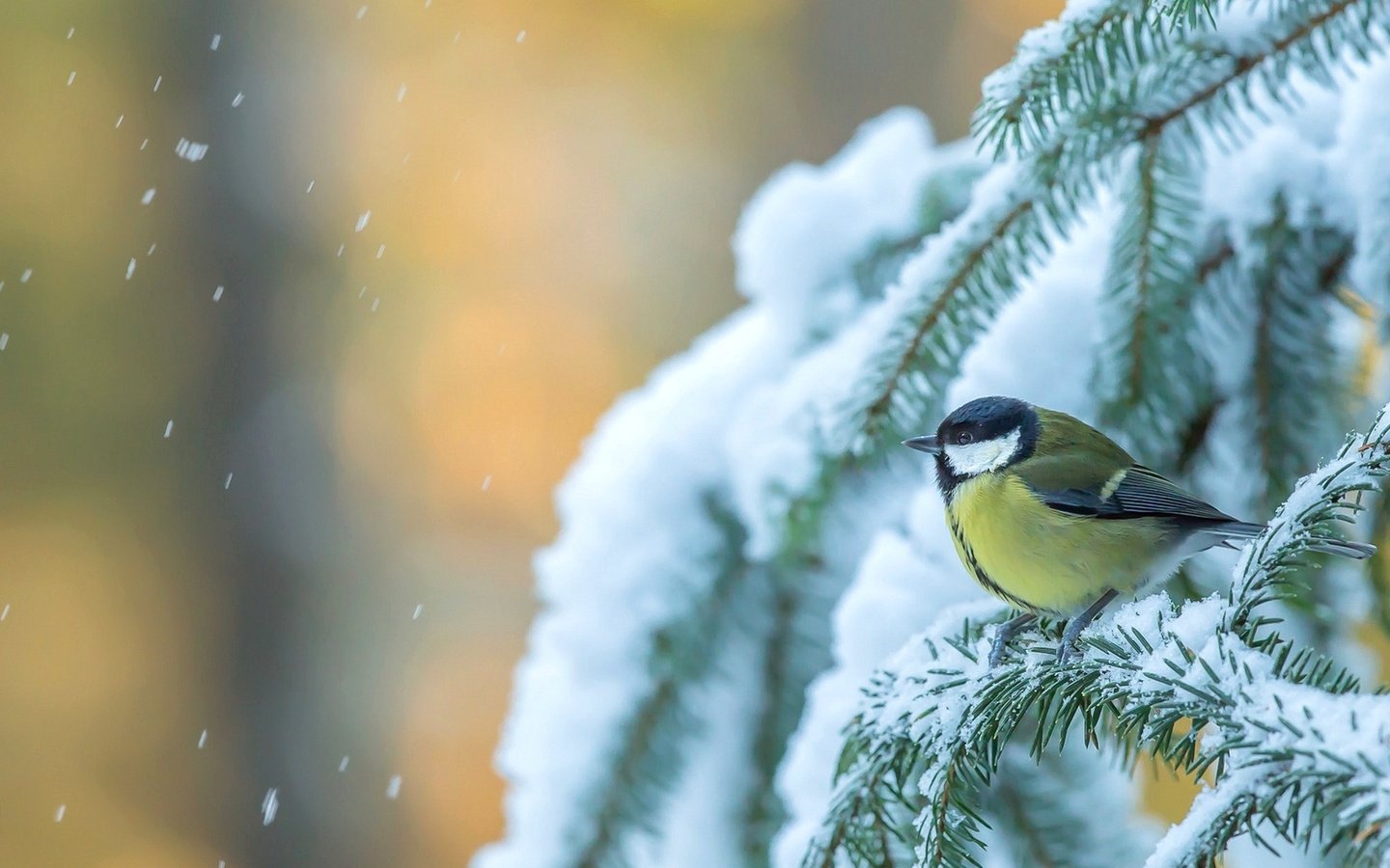 Обои снег, дерево, зима, птица, ель, синица, еловая ветка, snow, tree, winter, bird, spruce, tit, spruce branch разрешение 1920x1170 Загрузить