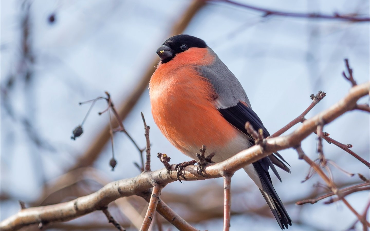 Обои ветка, птица, клюв, перья, снегирь, branch, bird, beak, feathers, bullfinch разрешение 2400x1600 Загрузить