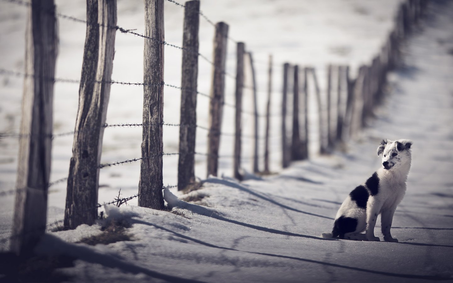 Обои снег, зима, взгляд, забор, собака, сидит, друг, бордер-колли, snow, winter, look, the fence, dog, sitting, each, the border collie разрешение 2048x1204 Загрузить