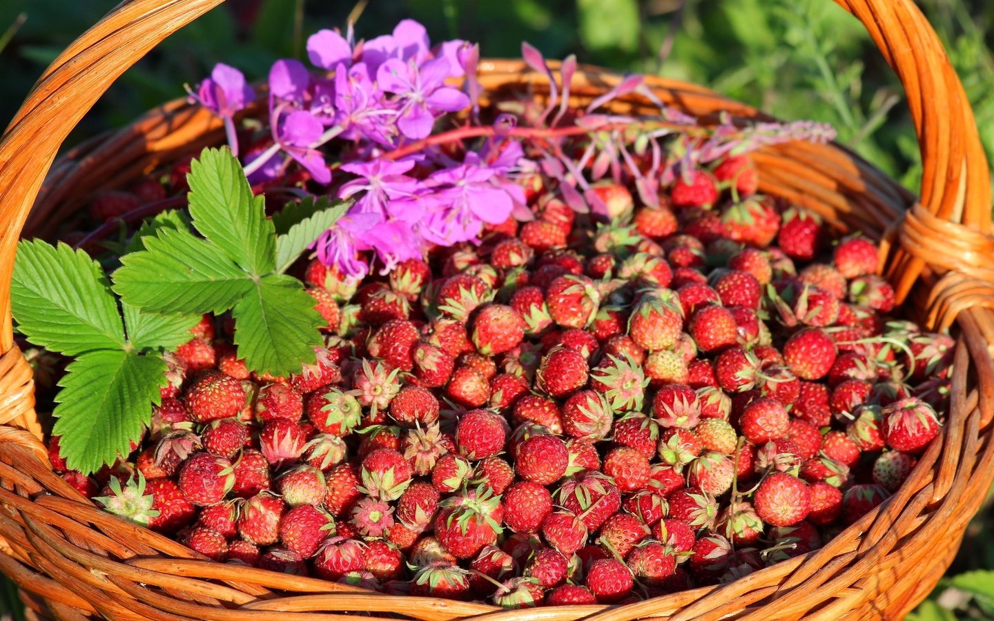 Обои клубника, корзина, ягоды, луговая, strawberry, basket, berries, meadow разрешение 2700x1800 Загрузить