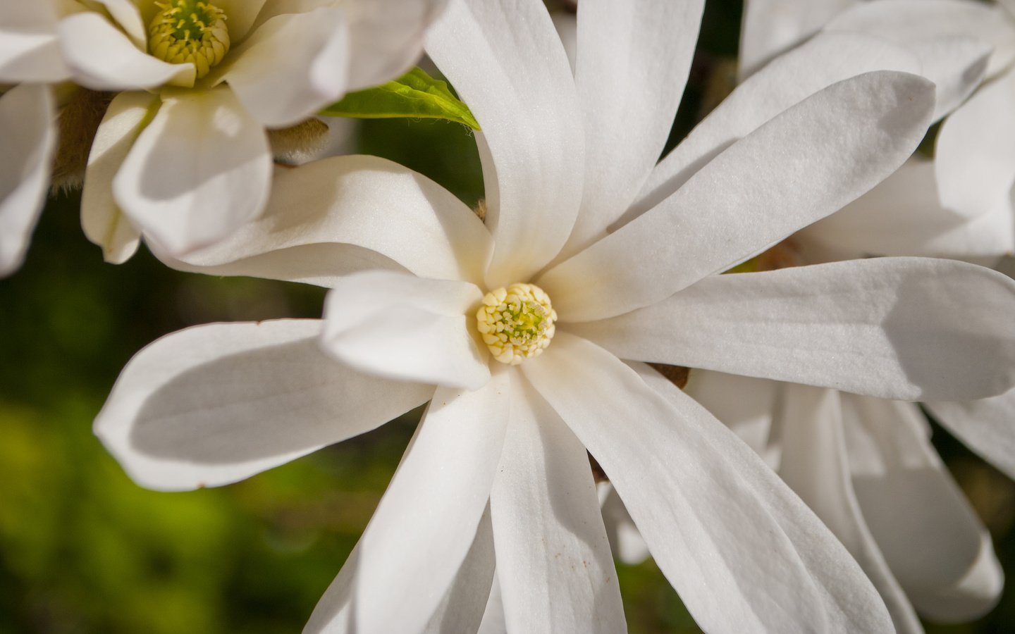 Обои макро, белая, магнолия, macro, white, magnolia разрешение 2048x1371 Загрузить