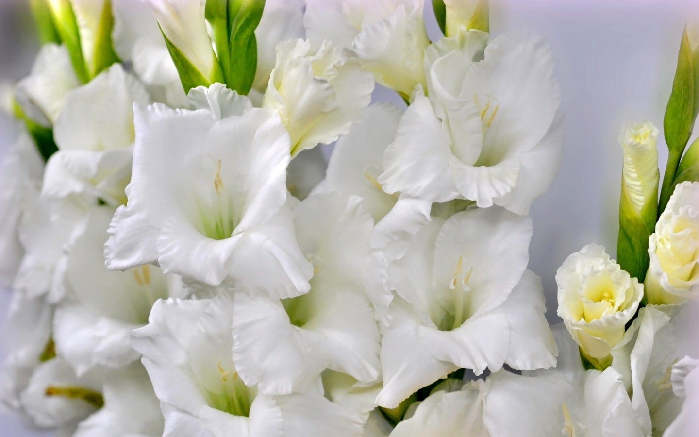 Обои макро, белый, гладиолус, macro, white, gladiolus разрешение 1920x1187 Загрузить