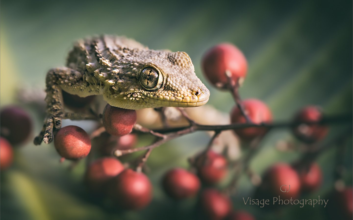 Обои ветка, ящерица, ягоды, геккон, gj-vernon, branch, lizard, berries, gecko разрешение 2048x1292 Загрузить