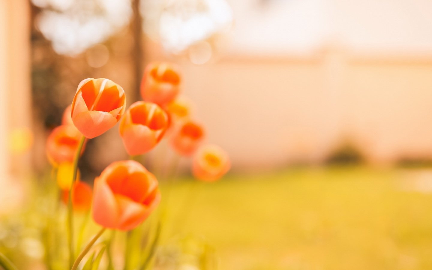 Обои цветы, фон, тюльпаны, боке, flowers, background, tulips, bokeh разрешение 1920x1280 Загрузить