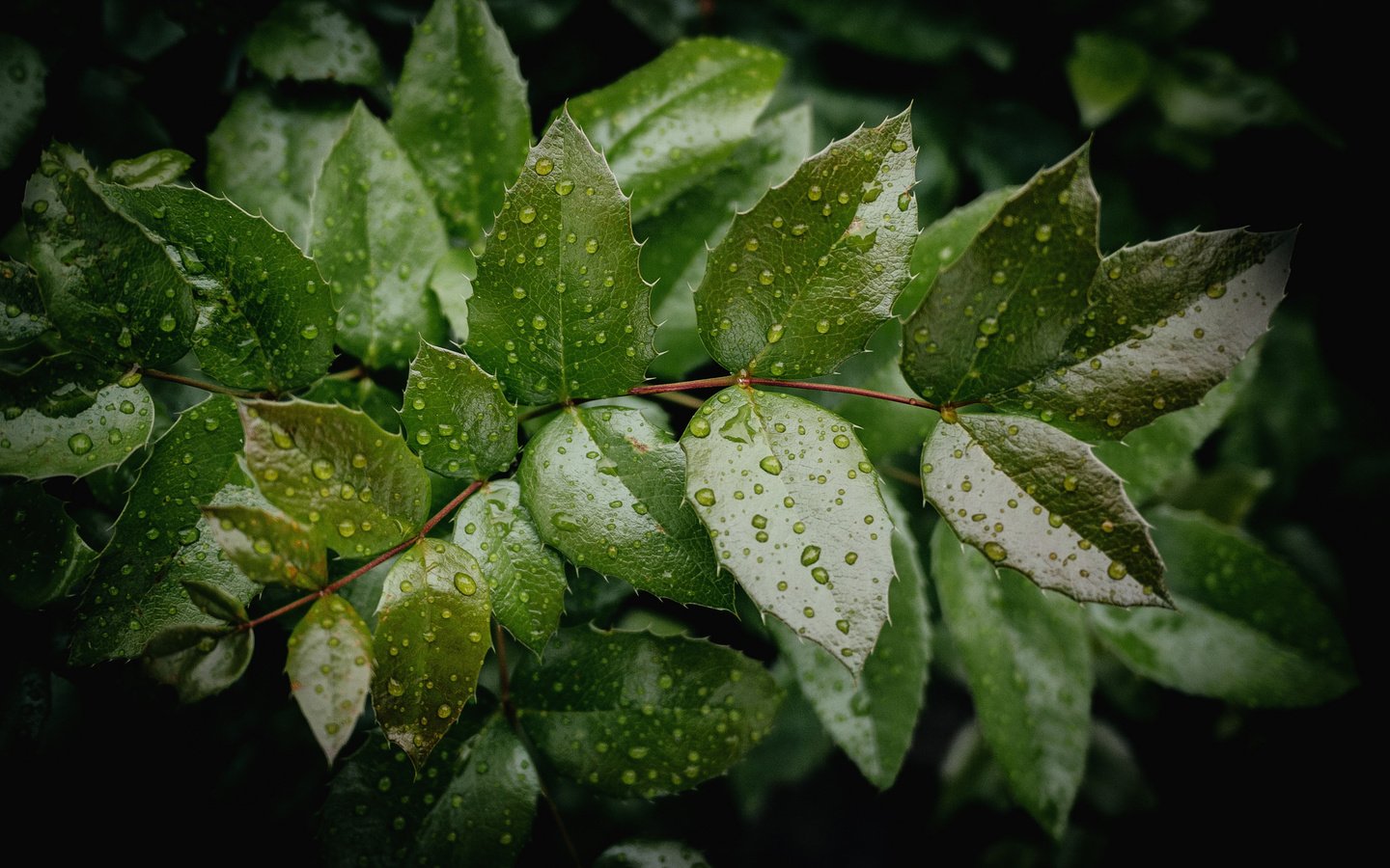 Обои вода, дерево, листья, ветки, капли, зеленые, water, tree, leaves, branches, drops, green разрешение 2048x1368 Загрузить