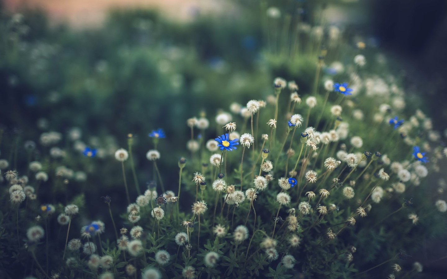 Обои цветы, природа, поле, лето, одуванчики, васильки, flowers, nature, field, summer, dandelions, cornflowers разрешение 3000x2000 Загрузить