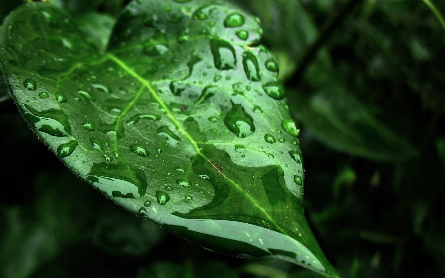 Обои вода, природа, листья, макро, фон, капли, water, nature, leaves, macro, background, drops разрешение 1920x1080 Загрузить