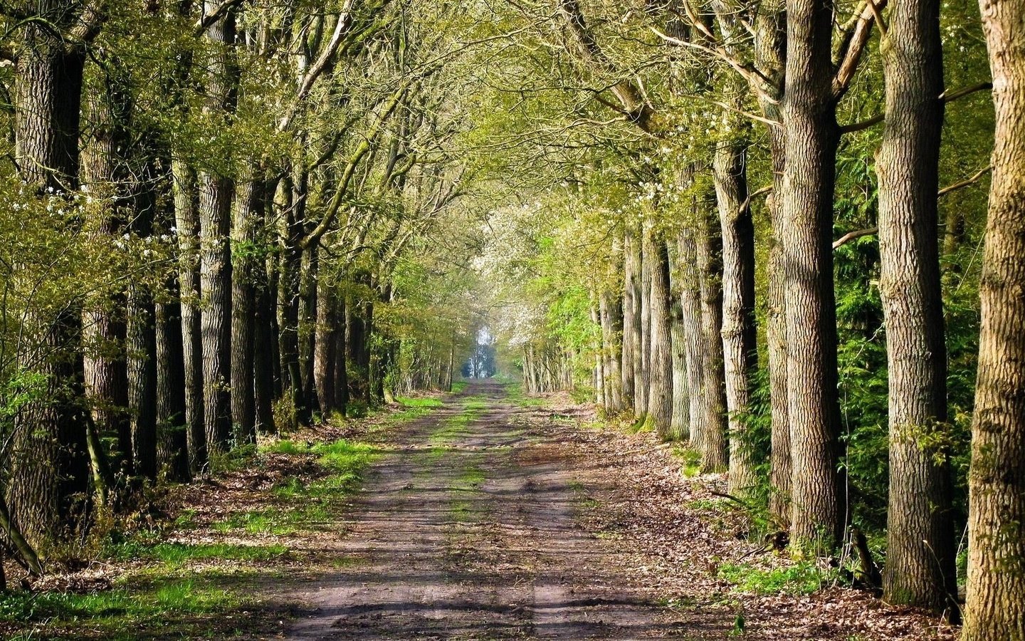 Обои дорога, деревья, лес, road inside trees, road, trees, forest разрешение 1920x1080 Загрузить