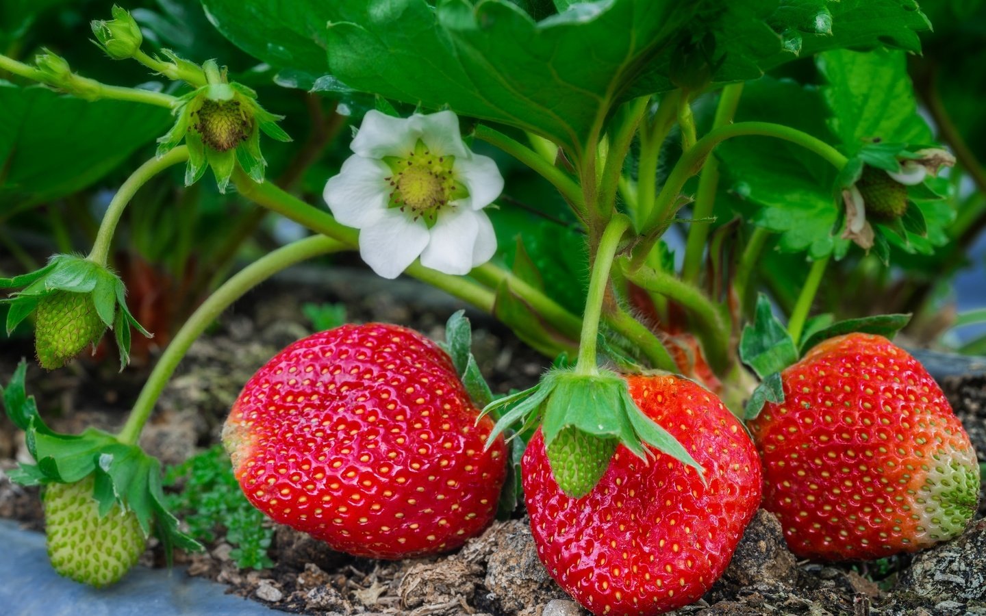 Обои листья, макро, клубника, ягоды, куст, leaves, macro, strawberry, berries, bush разрешение 2048x1365 Загрузить