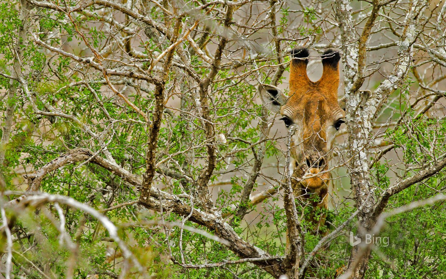 Обои дерево, ветки, африка, жираф, tree, branches, africa, giraffe разрешение 1920x1200 Загрузить