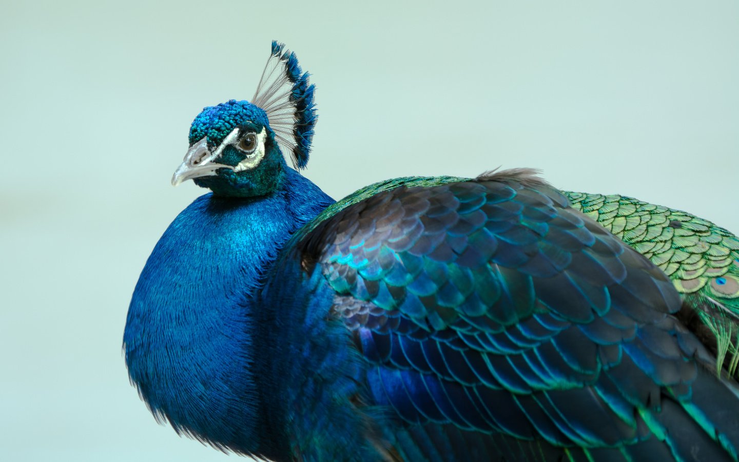 Обои птица, павлин, оперение, bird, peacock, tail разрешение 2048x1365 Загрузить