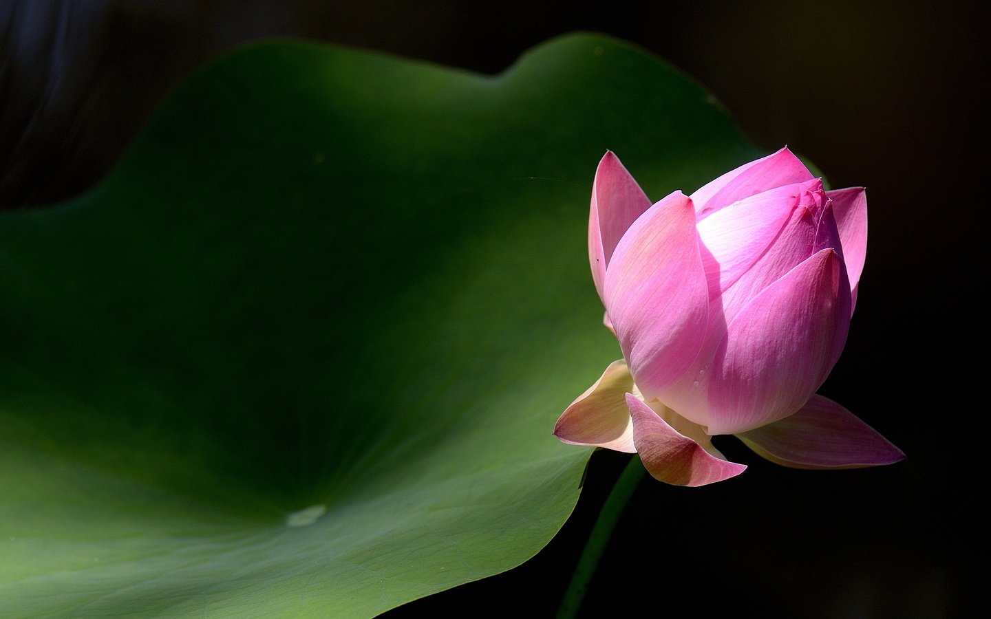 Обои макро, фон, лист, бутон, лотос, macro, background, sheet, bud, lotus разрешение 2880x1920 Загрузить