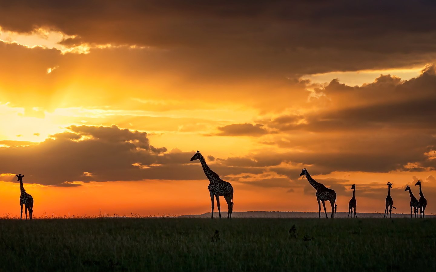 Обои закат, жирафы, кения, масаи мара, sunset, giraffes, kenya, masai mara разрешение 3200x1696 Загрузить