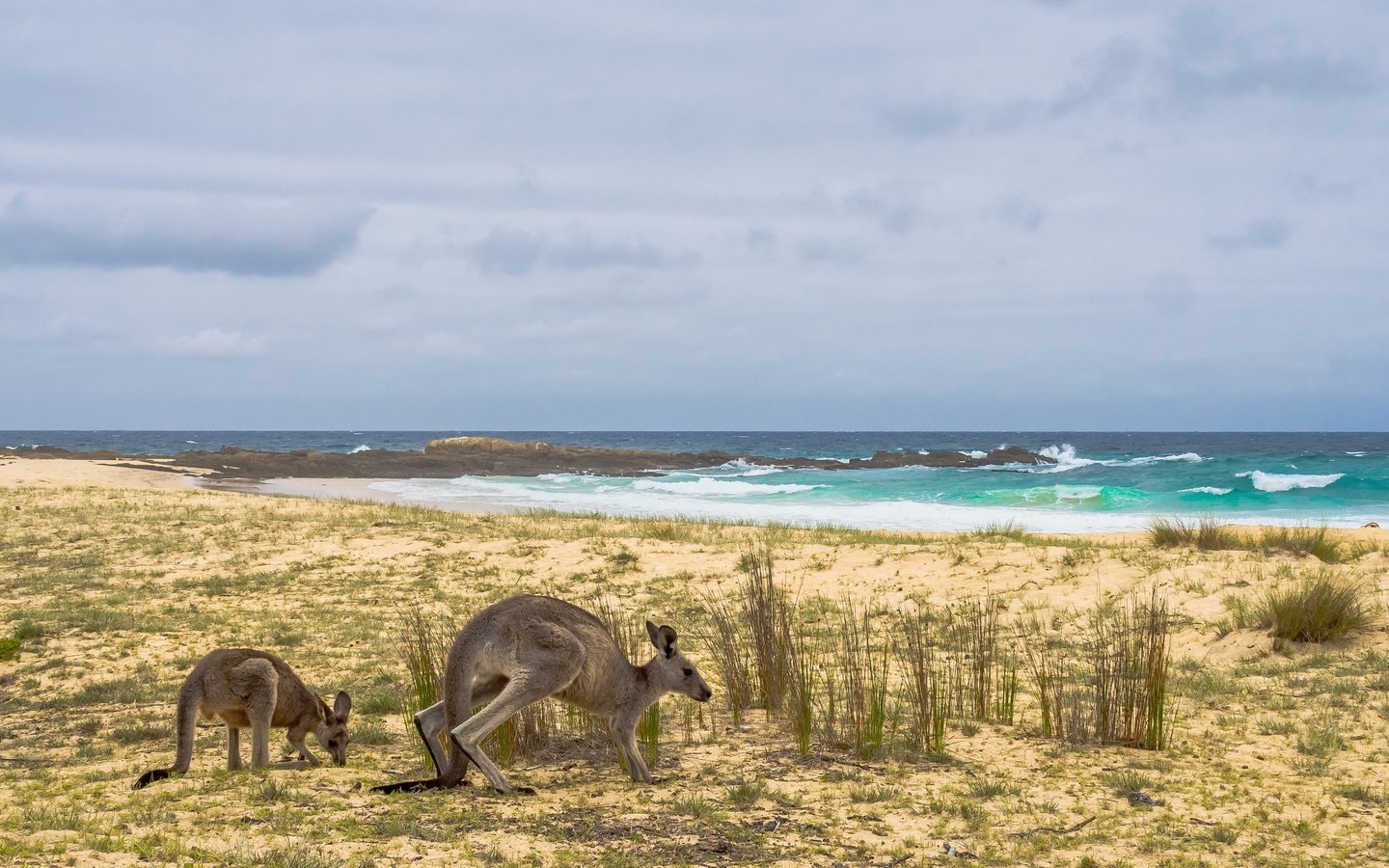 Обои берег, море, австралия, кенгуру, shore, sea, australia, kangaroo разрешение 2668x1440 Загрузить