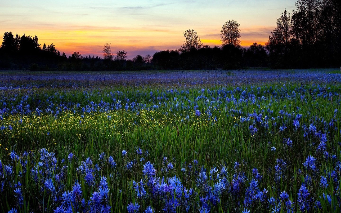 Обои небо, цветы, деревья, природа, зелень, закат, поле, луг, the sky, flowers, trees, nature, greens, sunset, field, meadow разрешение 1920x1200 Загрузить