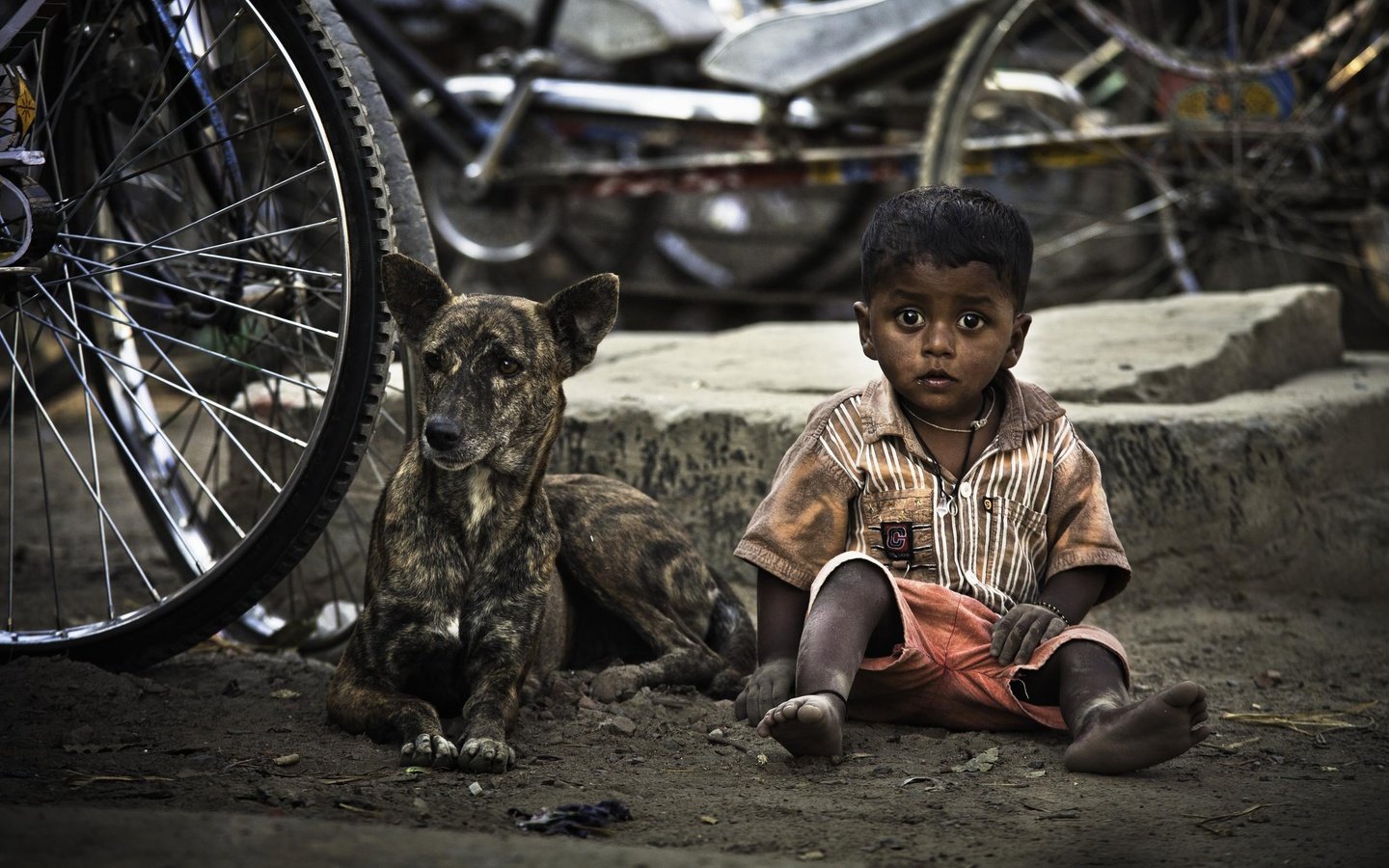 Обои собака, дети, ребенок, мальчик, велосипед, dog, children, child, boy, bike разрешение 2500x1561 Загрузить